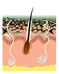 DÃ‰CAAR Algae Peel